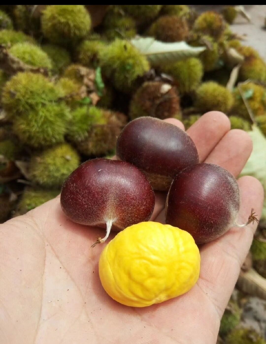 镇安特产大板栗———5元一斤 送家人,送亲戚,送朋友 有需要的可以