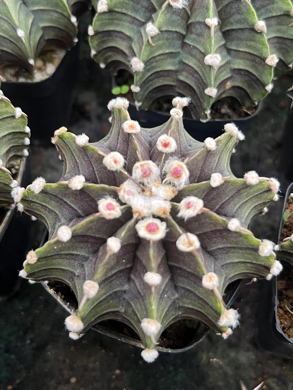 肋骨仙人球 前两年较97的仙人球,"肋骨仙人球",特点在于侧身纹路