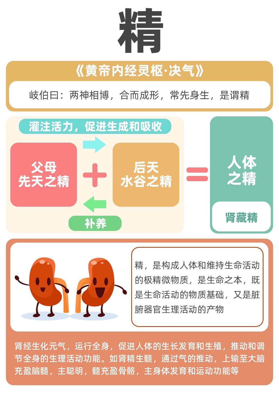 中医养生基础知识:精,气,血津液的关系