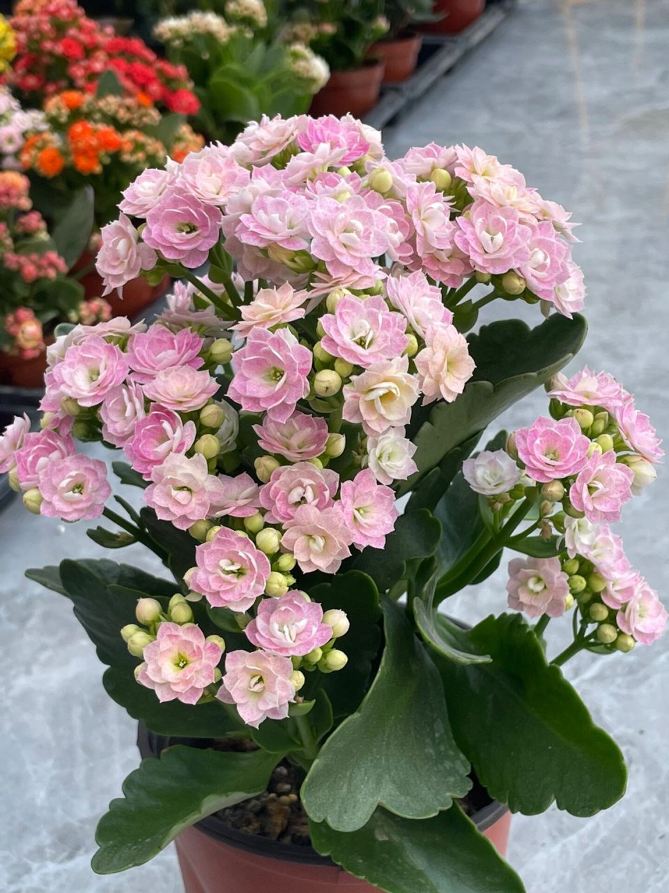 长寿花:奶油睡莲.(奶油冰淇淋,青莲.