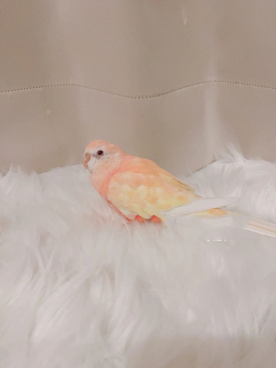 【四小只】会飞的水蜜桃99红宝石秋草鹦鹉 桃桃专场来啦~ 桃桃小小