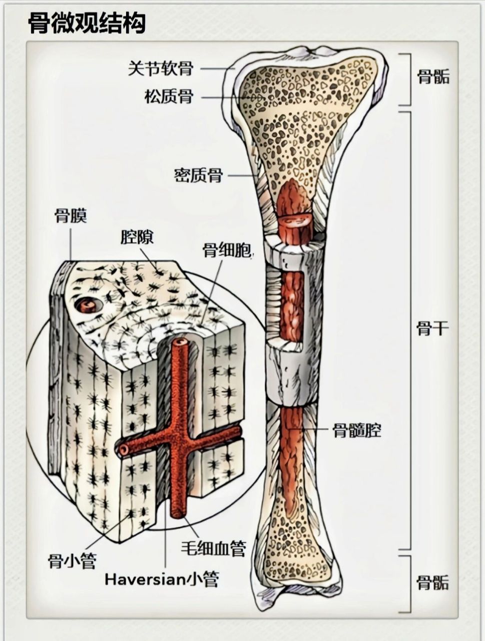 骨的基本结构 骨的结构包括: 骨膜:骨膜是骨表面除关节外所被覆的坚固