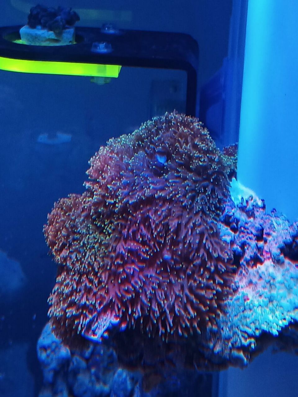 盛开的不知名菇珊瑚 #水族科学与技术