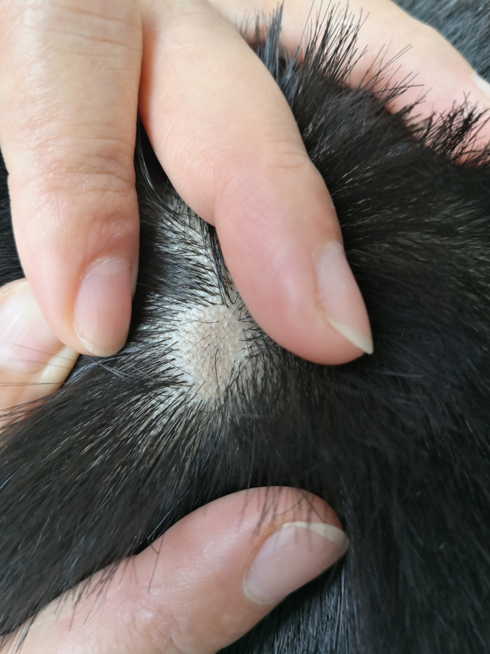 解决皮肤问题专注皮肤美容##脱发##斑秃