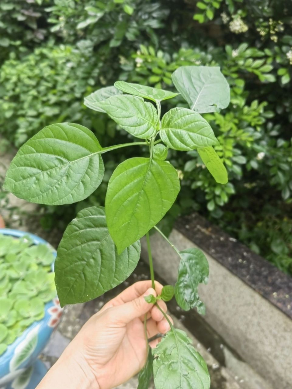 宽叶十万错又叫台湾枸杞 不知你吃过这种宽叶十万错吗?