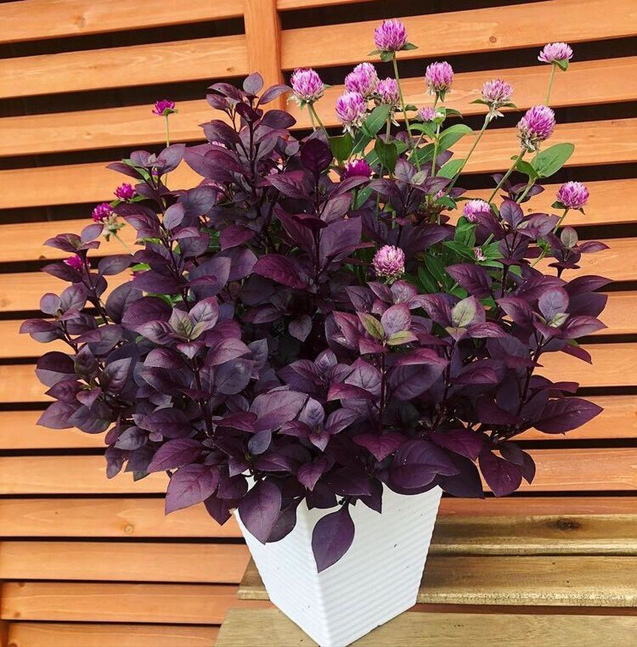 锦绣苋千日红组盆 锦绣苋还有药用价值