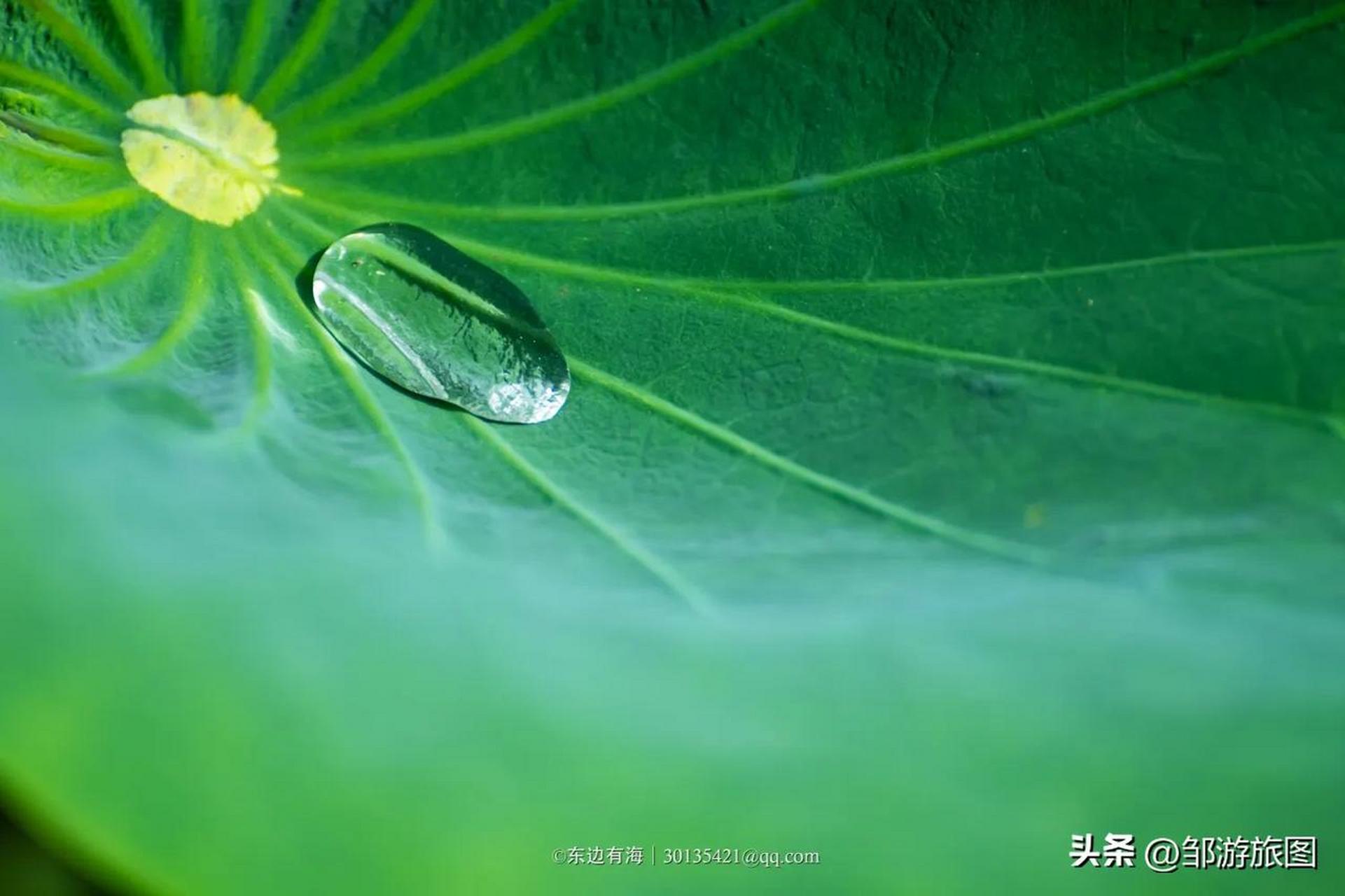 荷叶有水珠的荷花图片图片