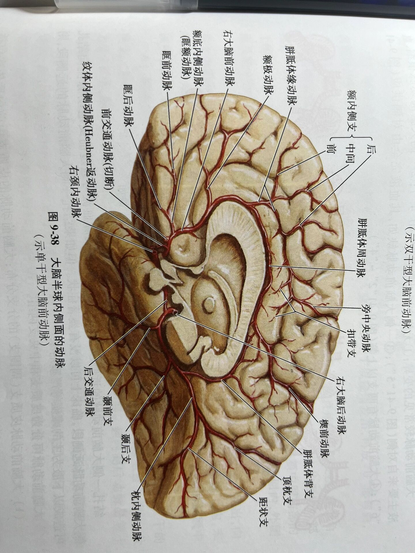 额极动脉图片