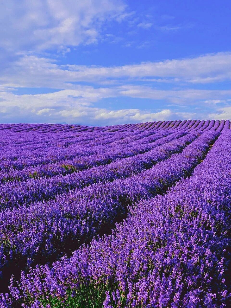 别错过992022年新疆霍城薰衣草最佳观赏期 如果错过了春天的杏花