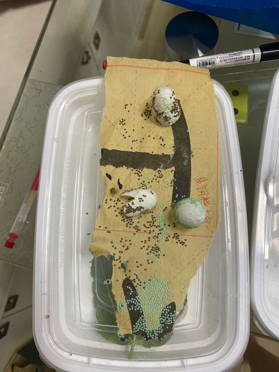 那个绿色的是吃饲料蚕下的卵,难道有色饲料还能影响蚕卵的颜色?