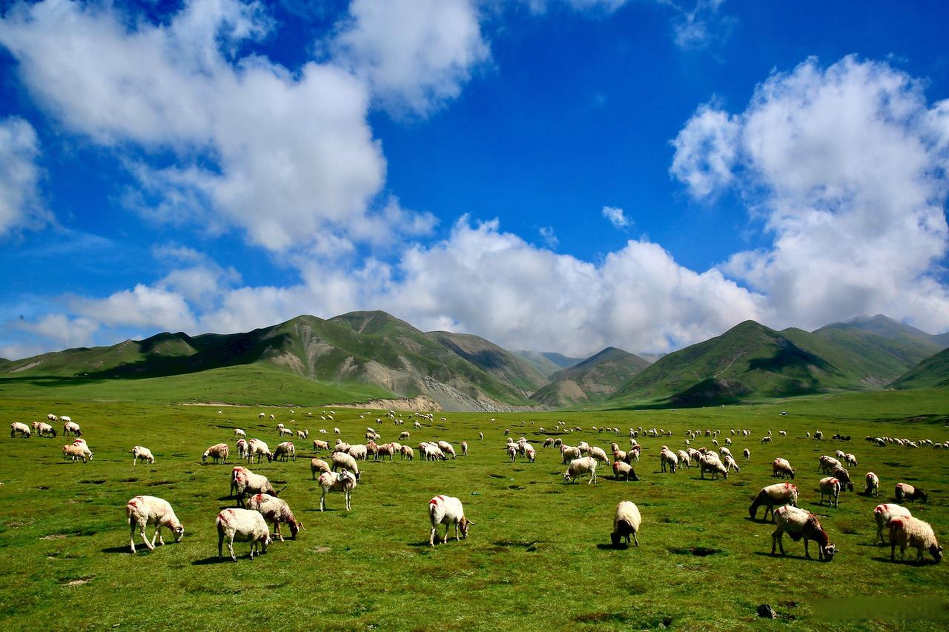 内蒙,锡林郭勒草原的深处,牛儿马儿慢游,皎白的羊群悠闲地吃着青草