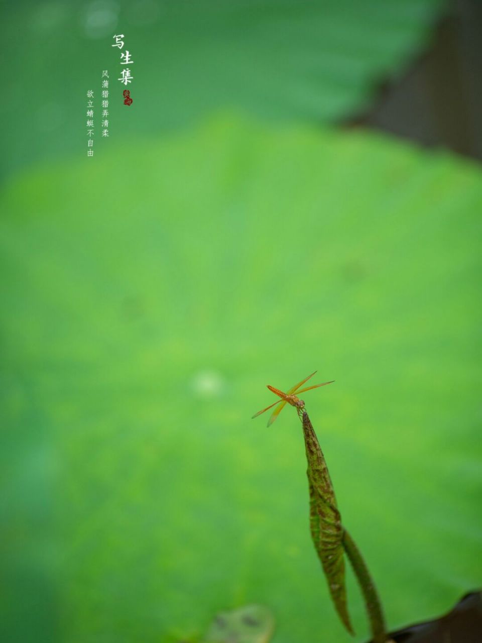 【写生百科】 薄翅蜻蜓(pantala flavescens)腹部长31～33