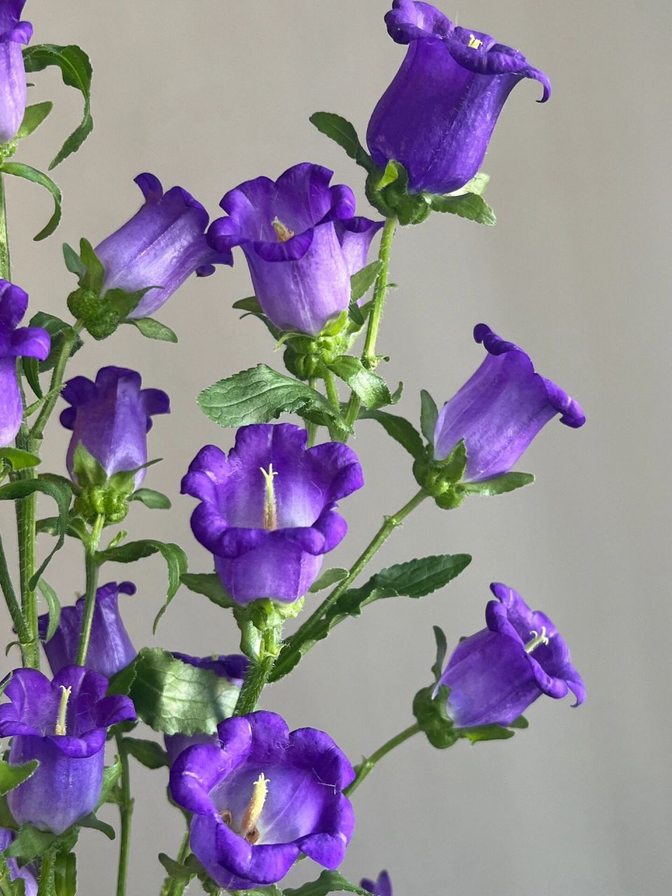 荷兰风铃|太美了,简直绝了!