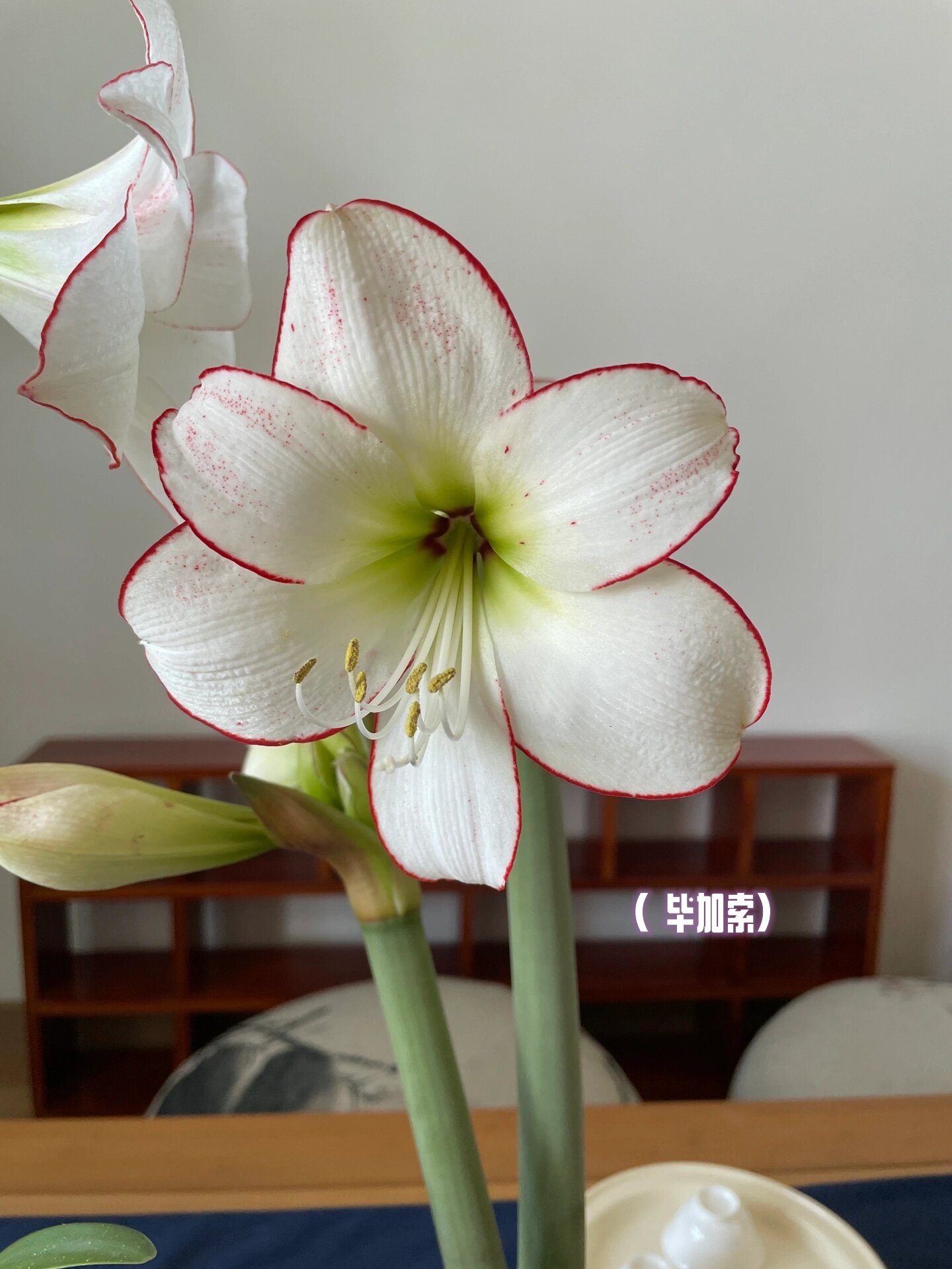 毕加索&花边石竹 毕加索斑点多一些,轮廓线红色深一些;花边石竹斑点少