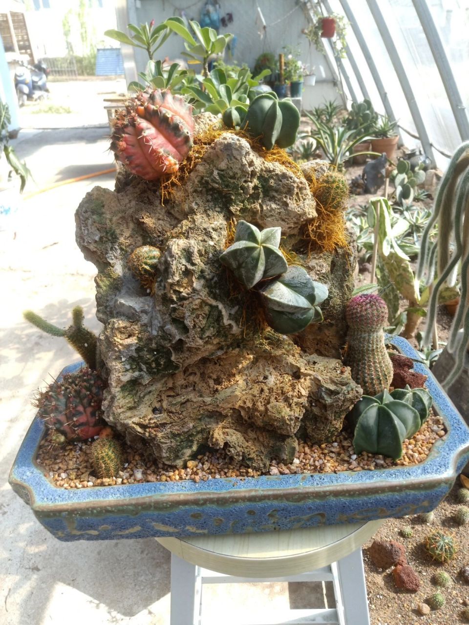 上水石盆景~仙人球组合盆景 玩出不一样,玩出个性