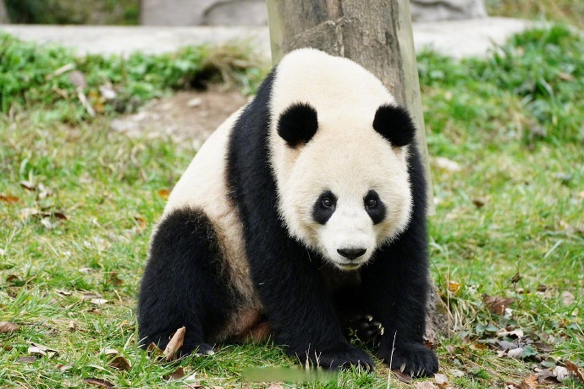 湖北文旅资讯#【#大熊猫武林和盟盟来武汉动物园了#】大熊猫来武汉了