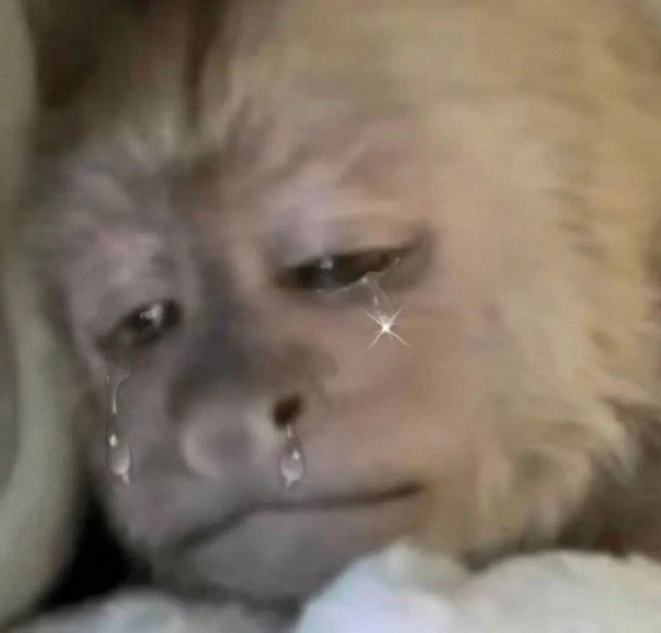 7575猴图表情包更新第八弹~ 饱饱们我终于又来更新啦~ 最近太忙惹