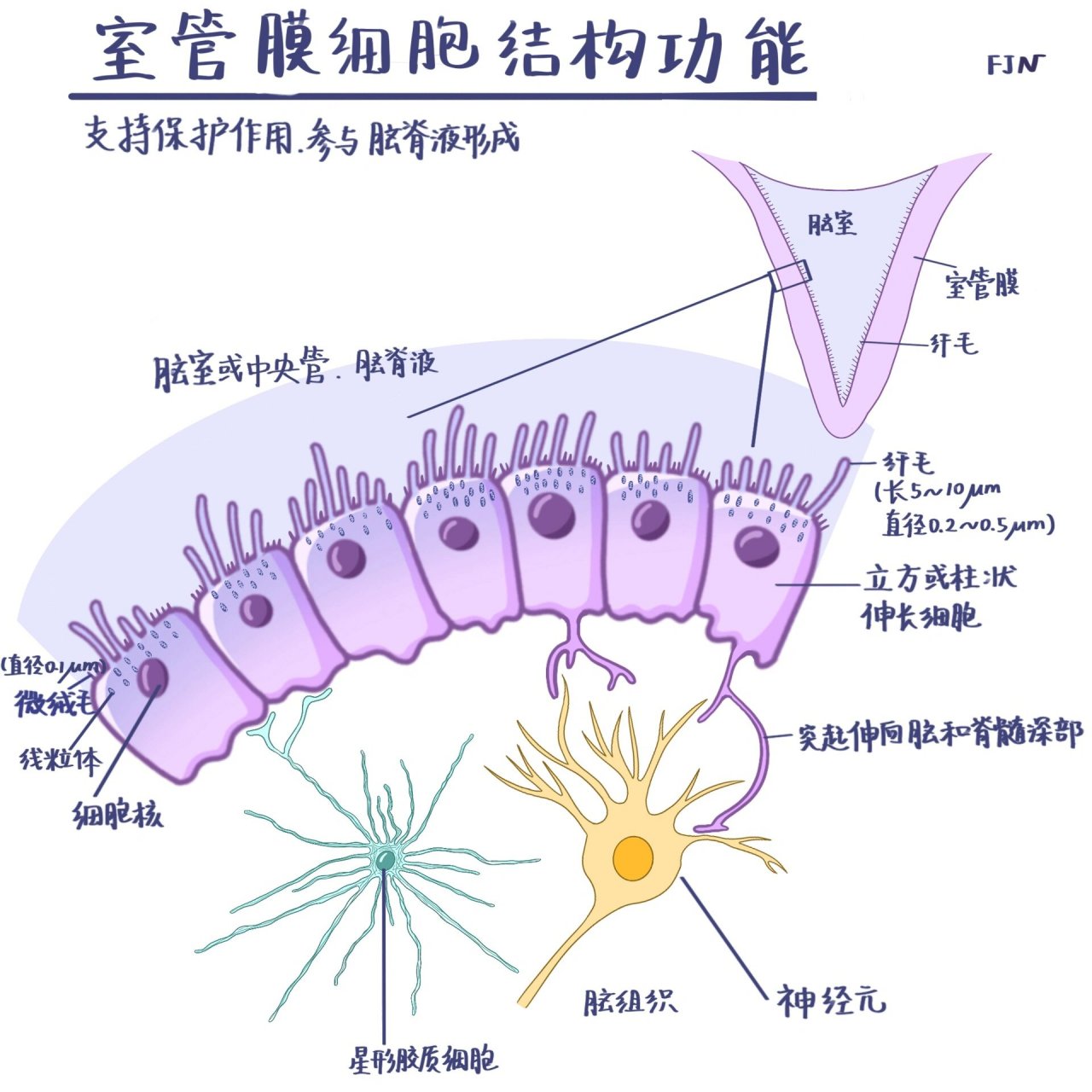 细胞膜卡通图片