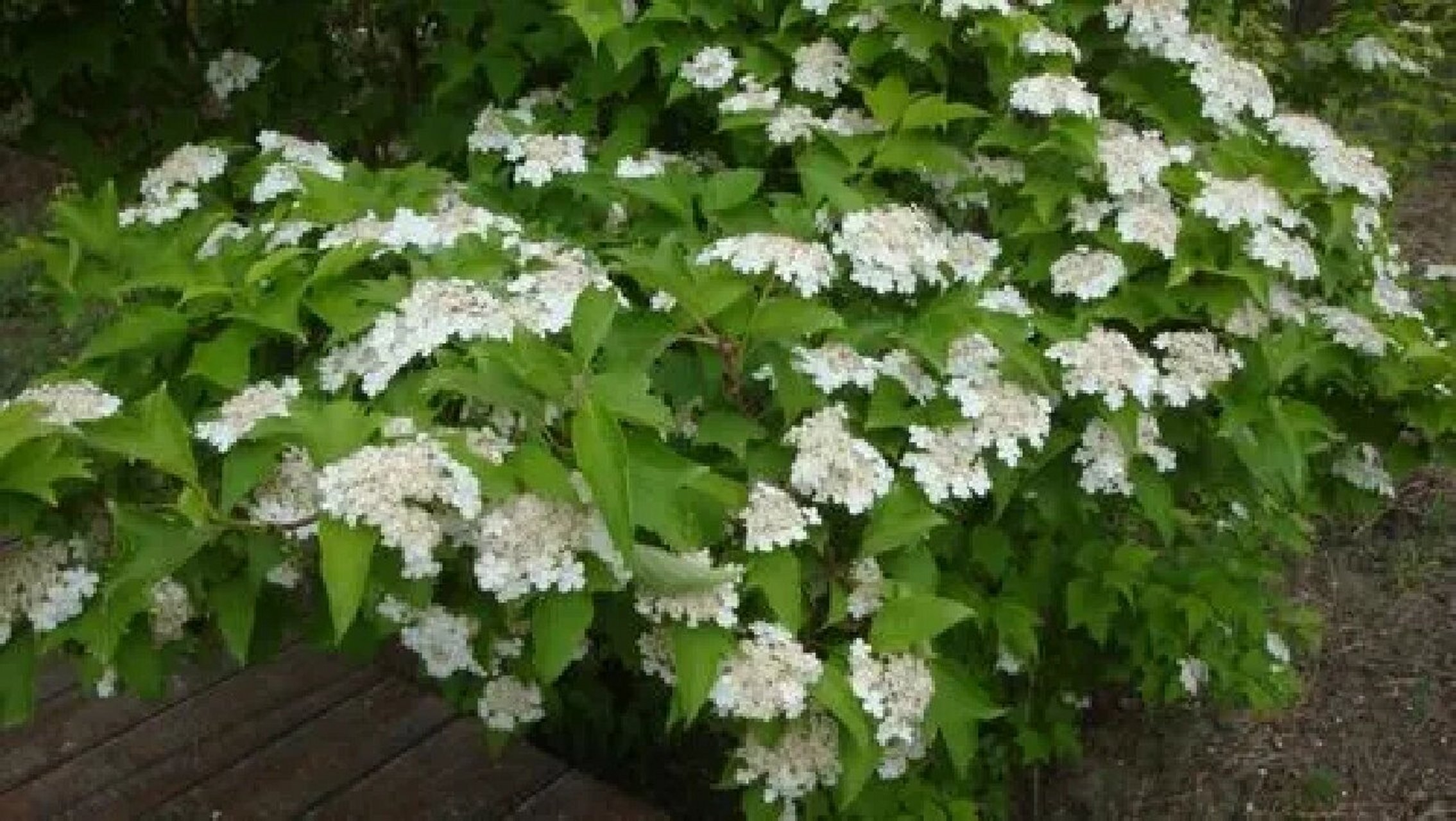 鸡树条(天目琼花),忍冬科荚蒾属落叶灌木