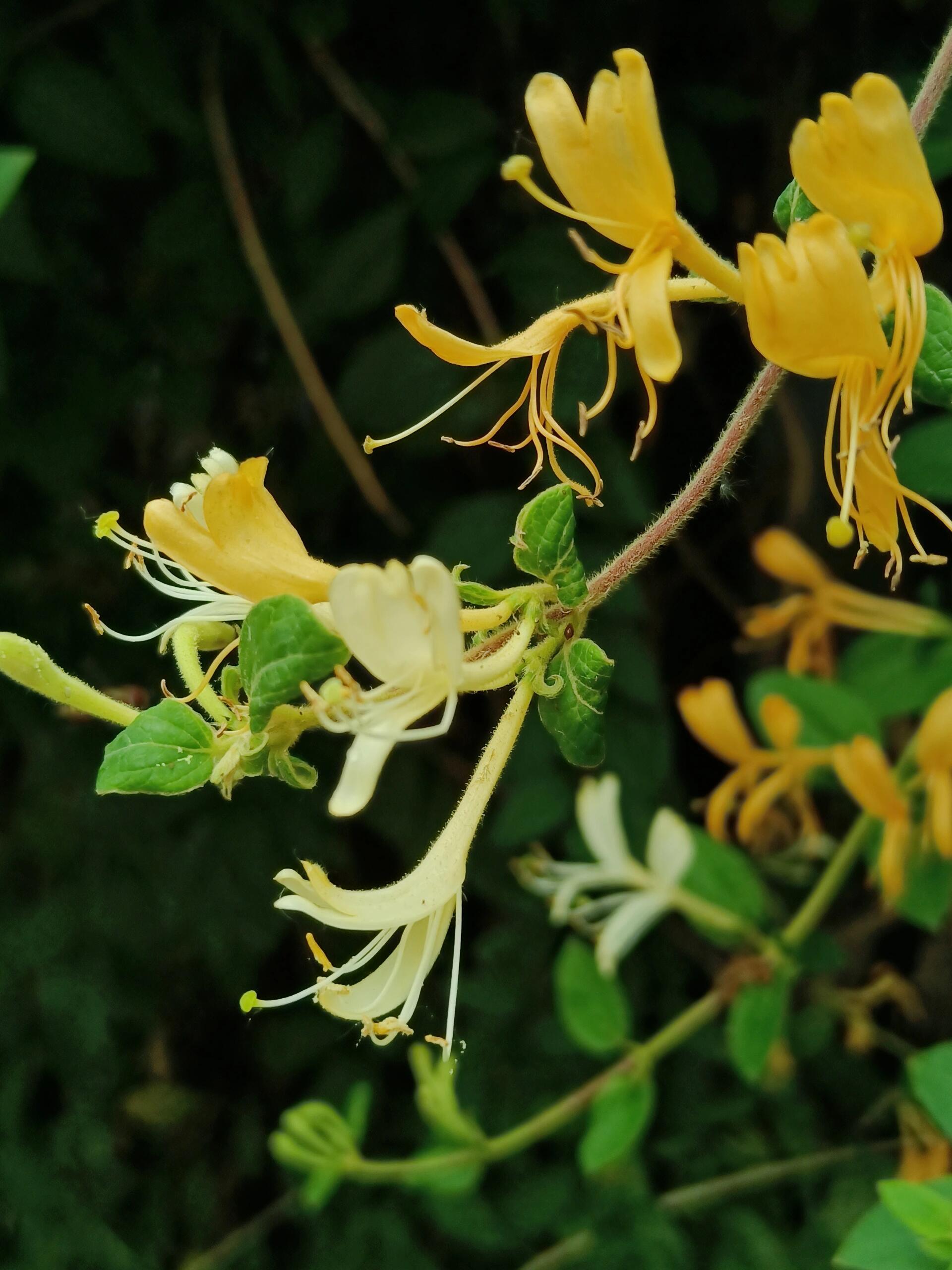 金银花