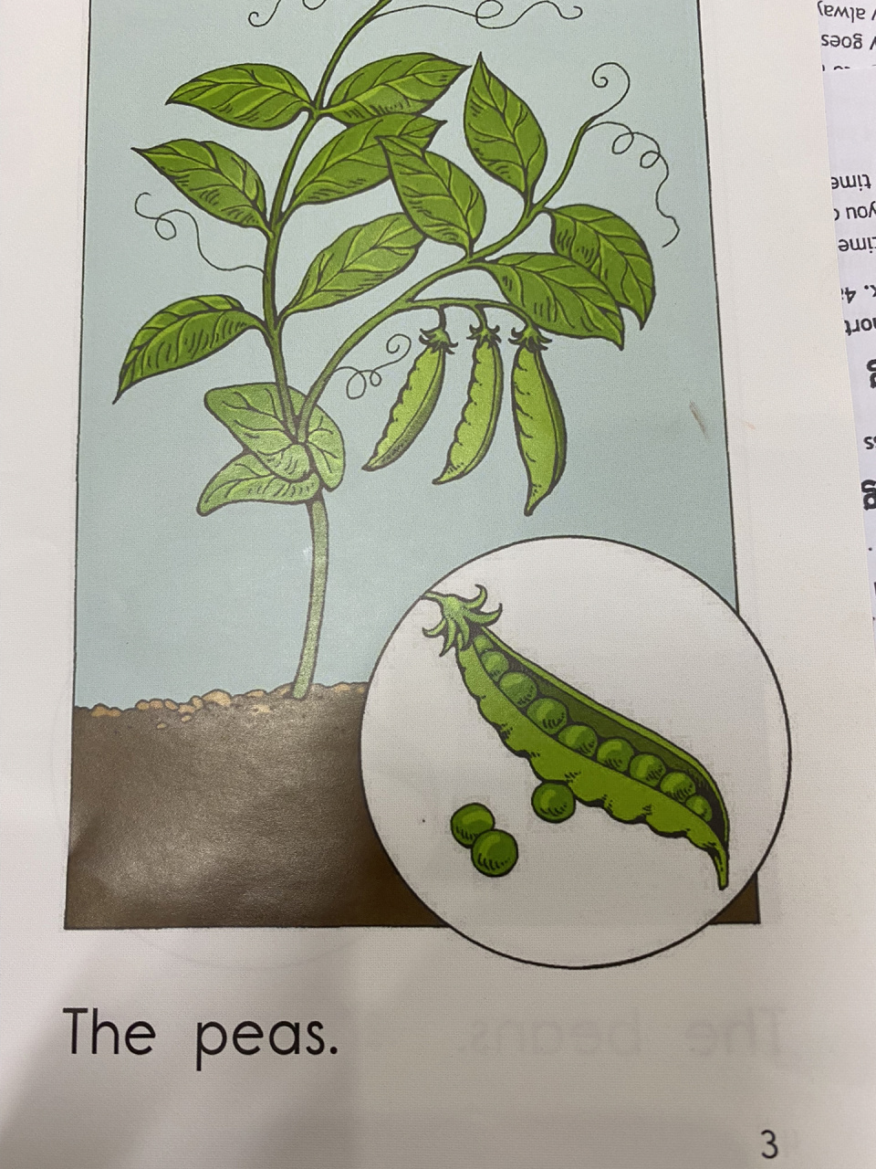 这两张图非常清晰的解释了pea和bean有什么不一样 pea9915豌豆