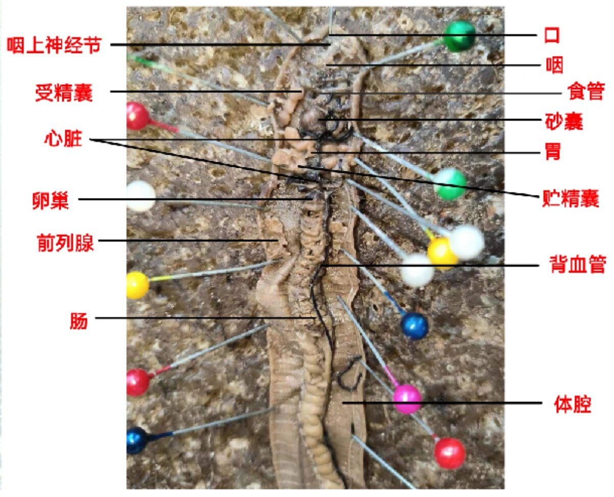 6015学习干货丨环毛蚓外形观察与内部解刨 集美門俺来啦,这次与