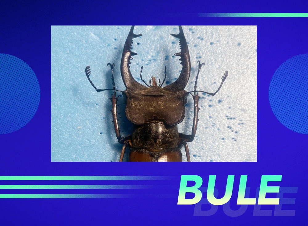 深山锹甲,又称中华大扁锹,是锹甲科扁锹属昆虫