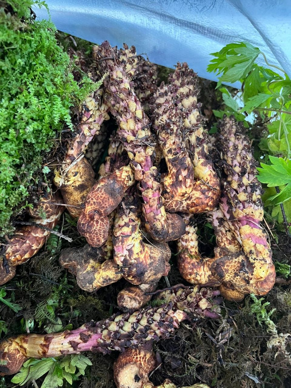 不老草,草苁蓉 长白山野生的不老草,主要寄生在高海拔石壁了陡峭的