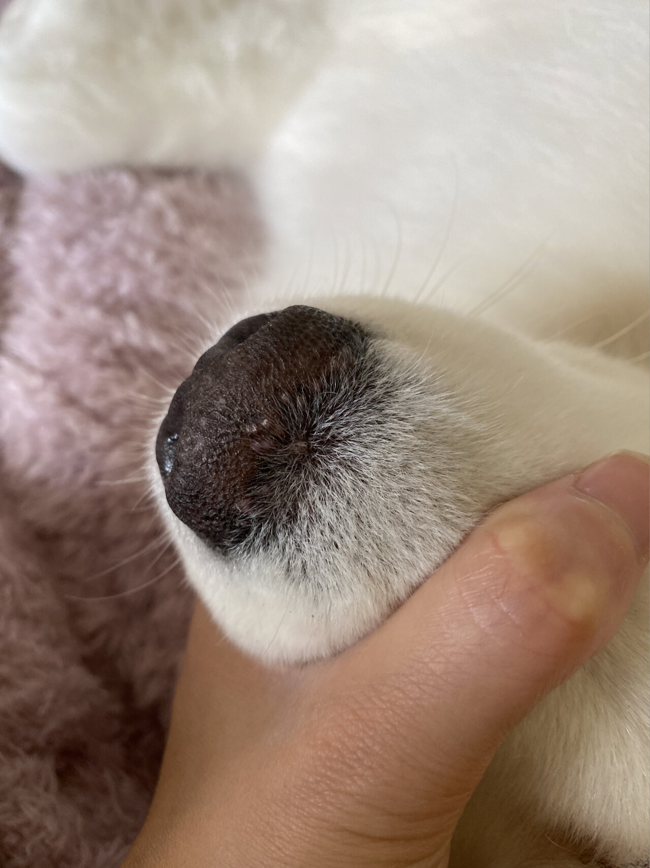 求助,大家帮我看看狗鼻子上突然长出来的