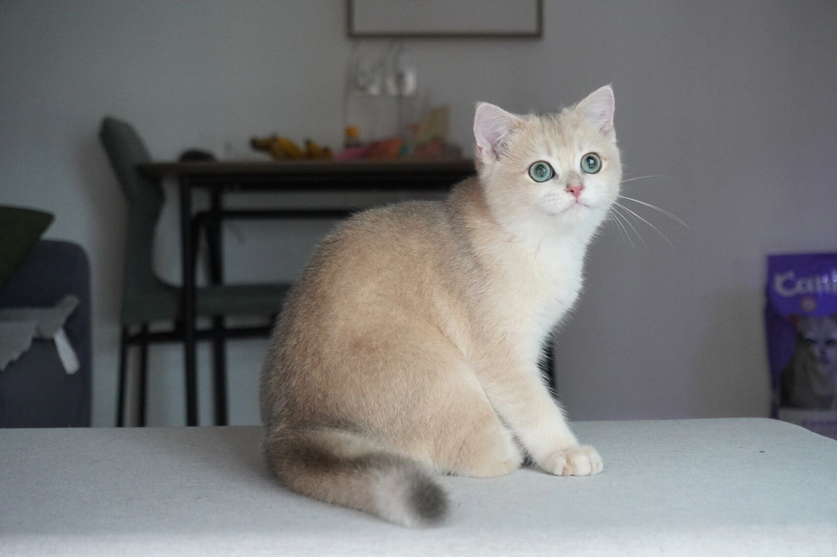 弟弟(bri ay 12),继承了猫妈与猫爸的所有优点 ,与常见的蓝金颜色不同