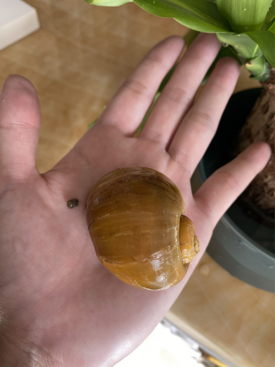 观赏海螺饲养和繁殖 今年五月份买的海螺,有黄金螺,蓝神秘螺,苹果螺