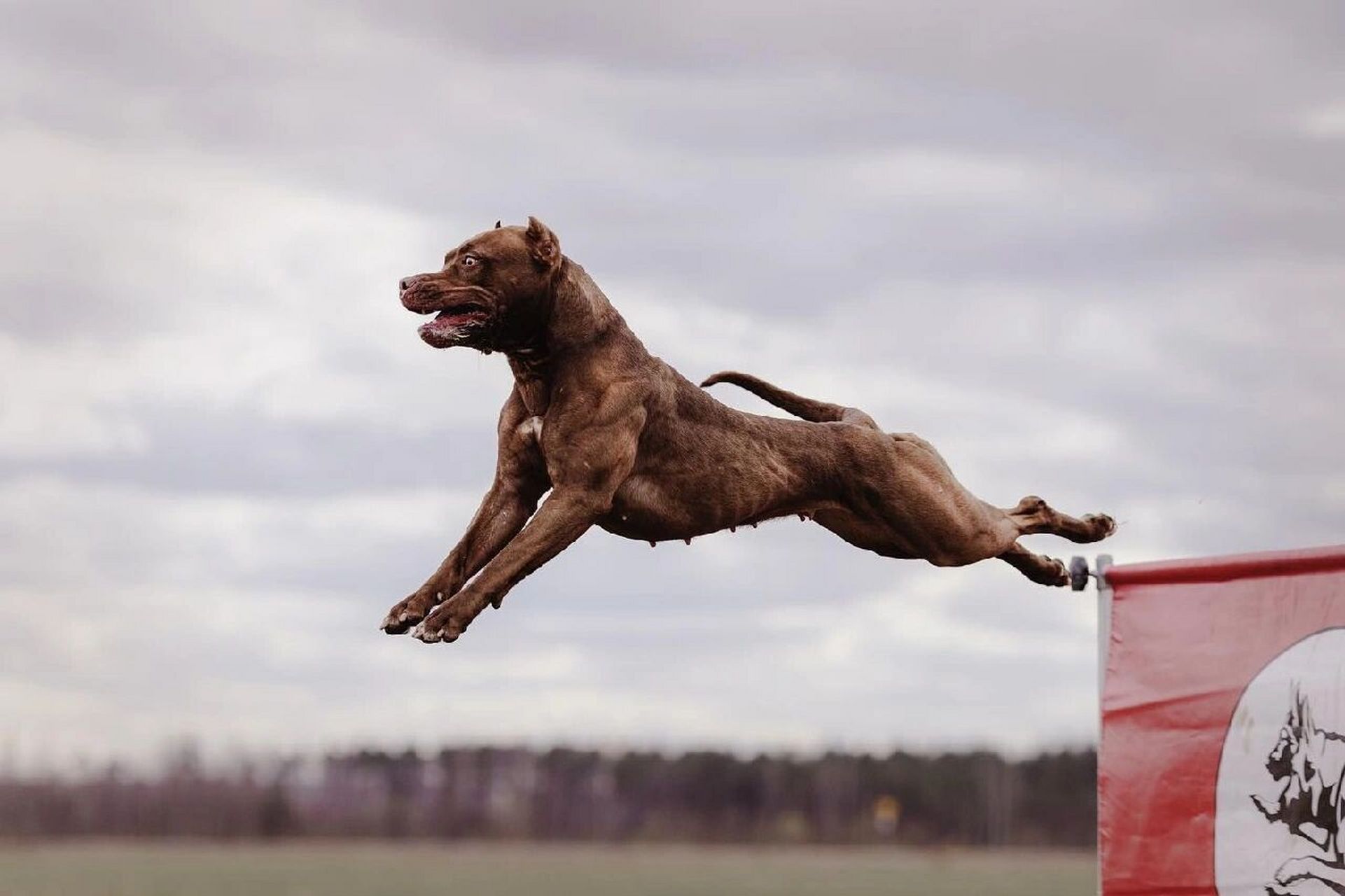 比特犬电脑壁纸图片