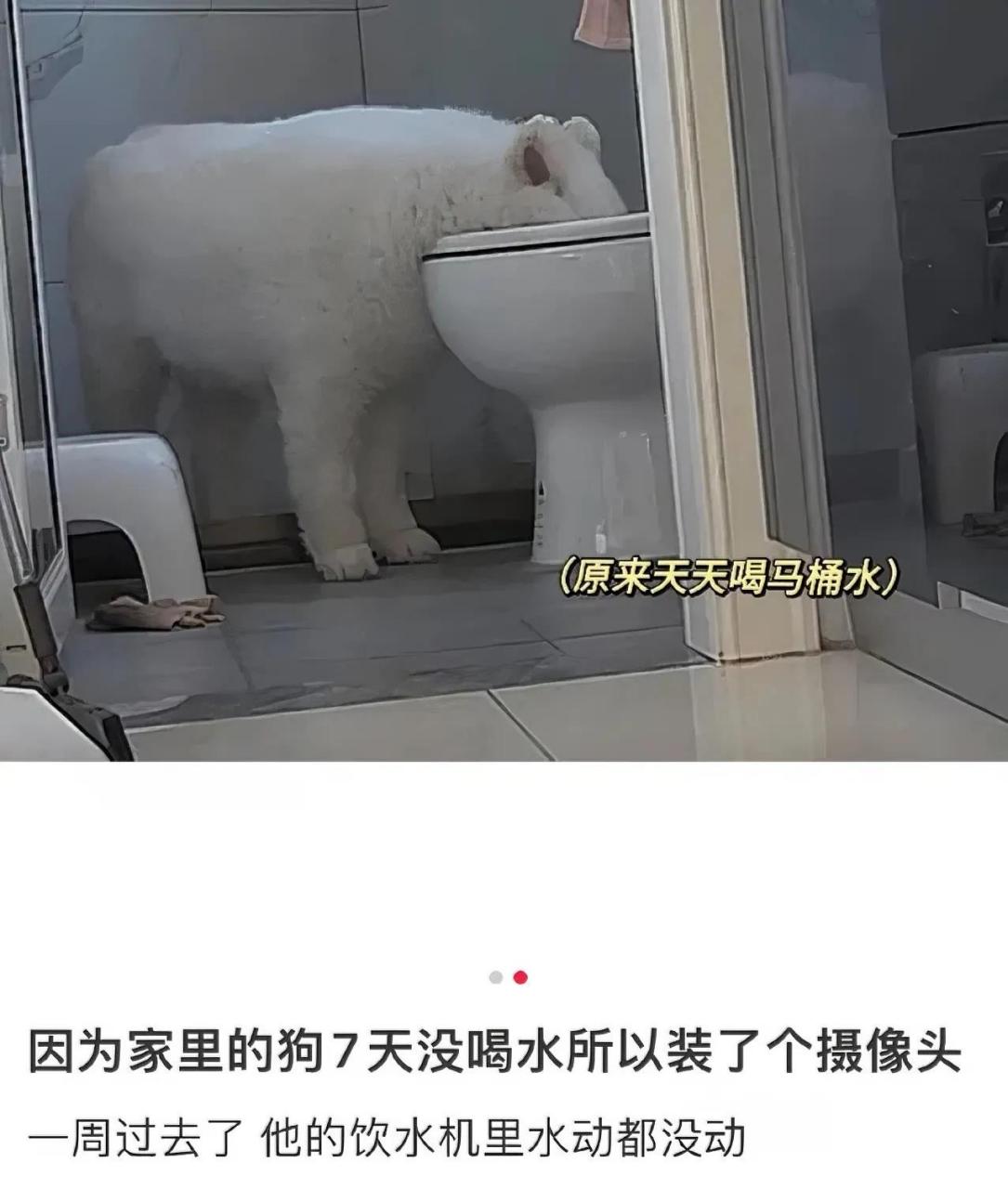 狗:想不到吧