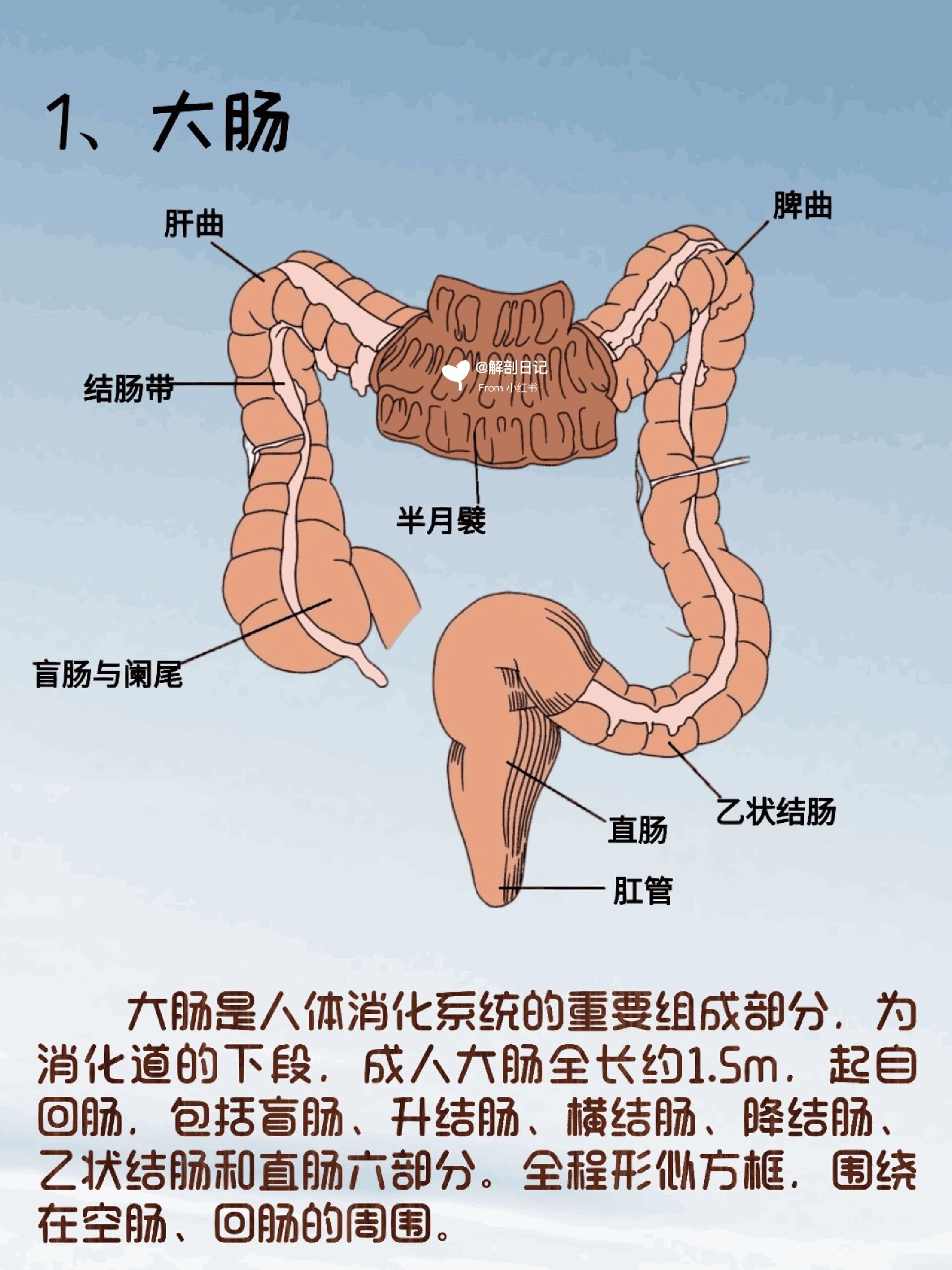 人体消化系统科普文章图片