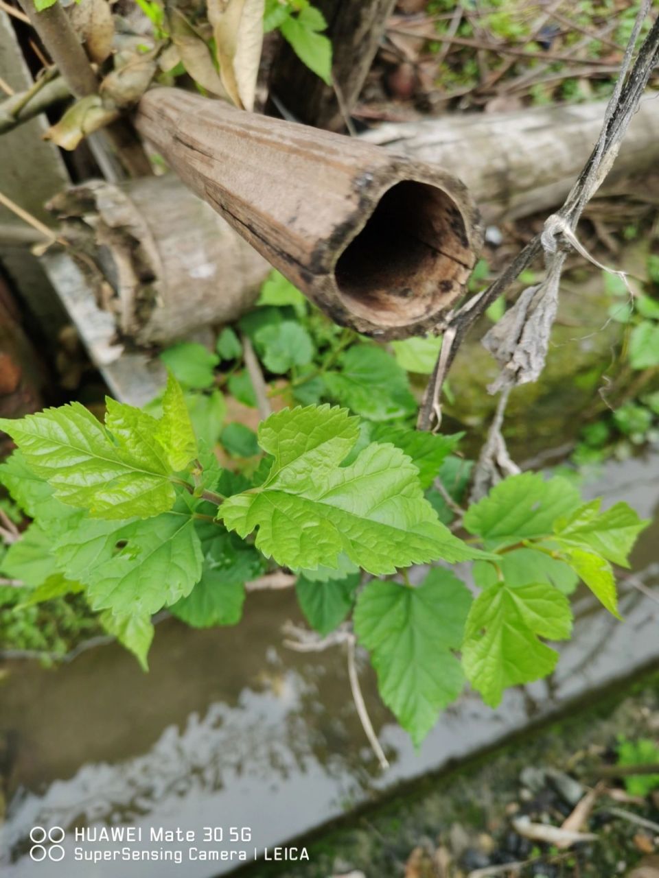 首先摸,桑叶光滑细腻,没有毛绒的手感,也没有厚厚肉肉的感觉.