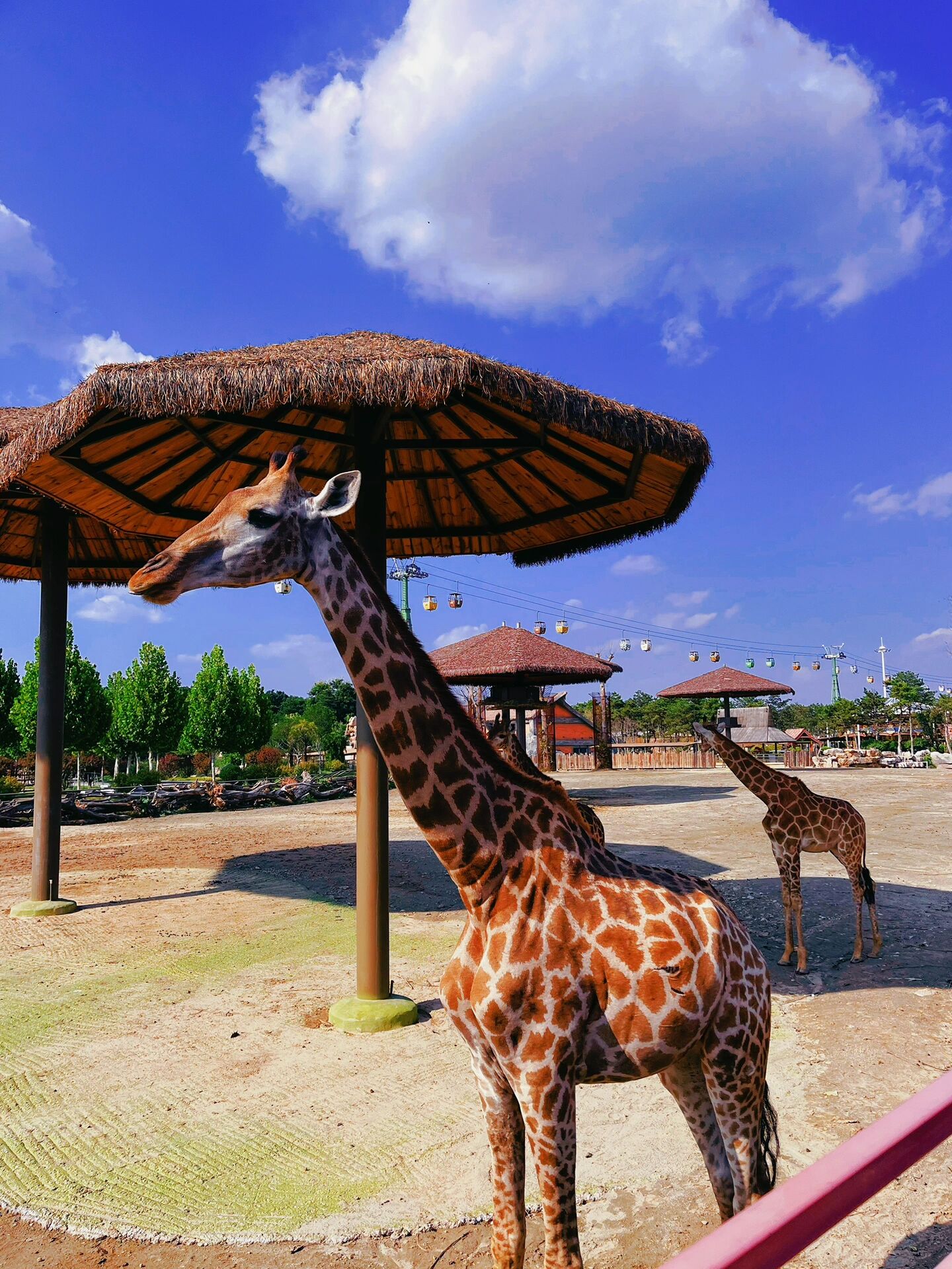 济南西…下次见 欧乐堡长颈鹿🦒庄园