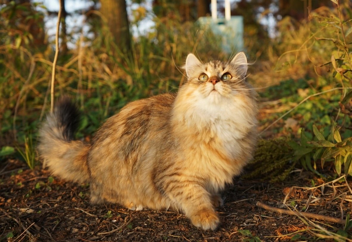 秋天的小老虎|西伯利亚森林猫 5个月大金棕虎斑妹妹 ann 圆滚滚的小