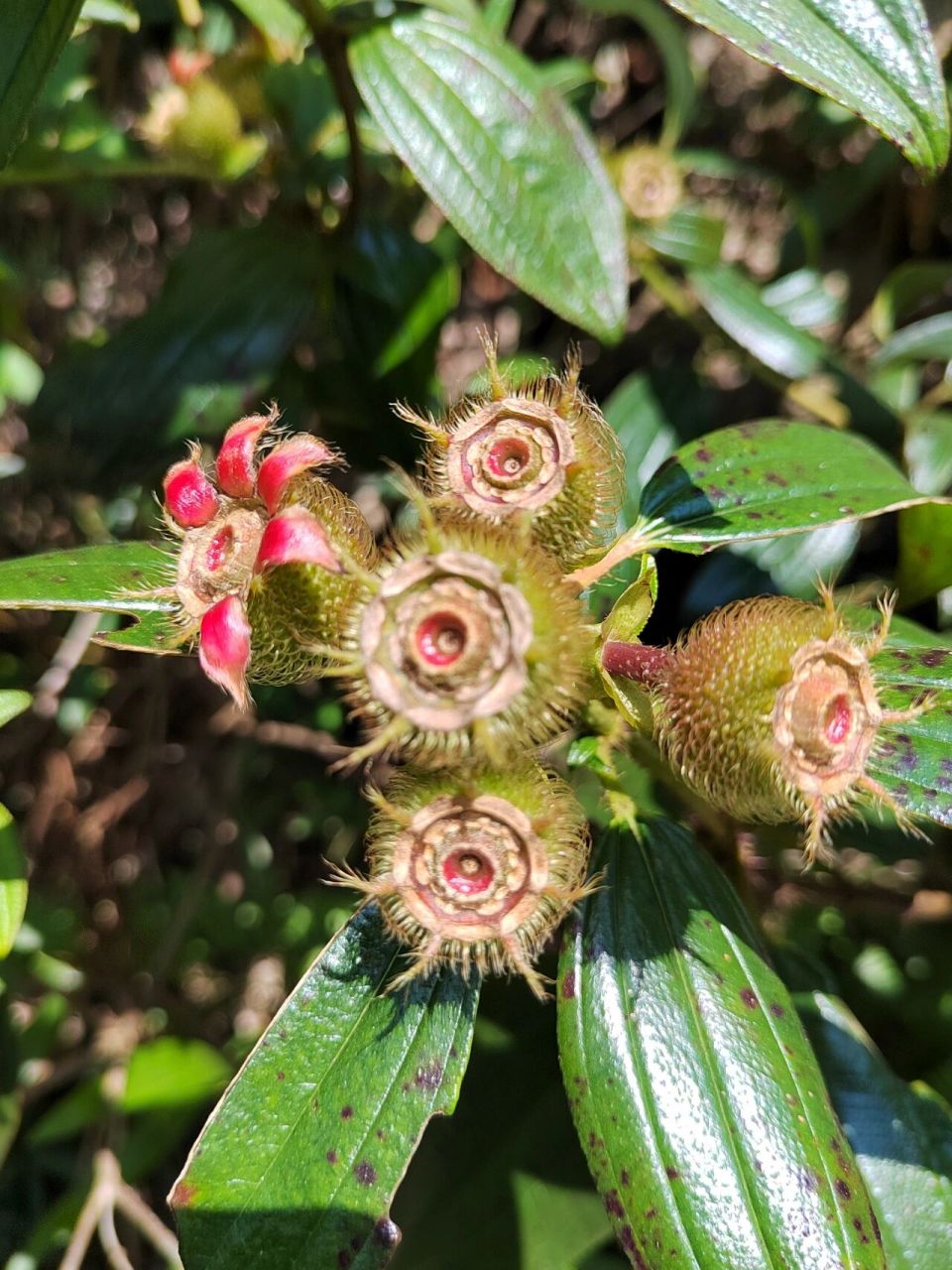 毛菍又称毛稔 又称毛稔,开口枣,甜娘,大红英等,野牡丹科野牡丹属,我国