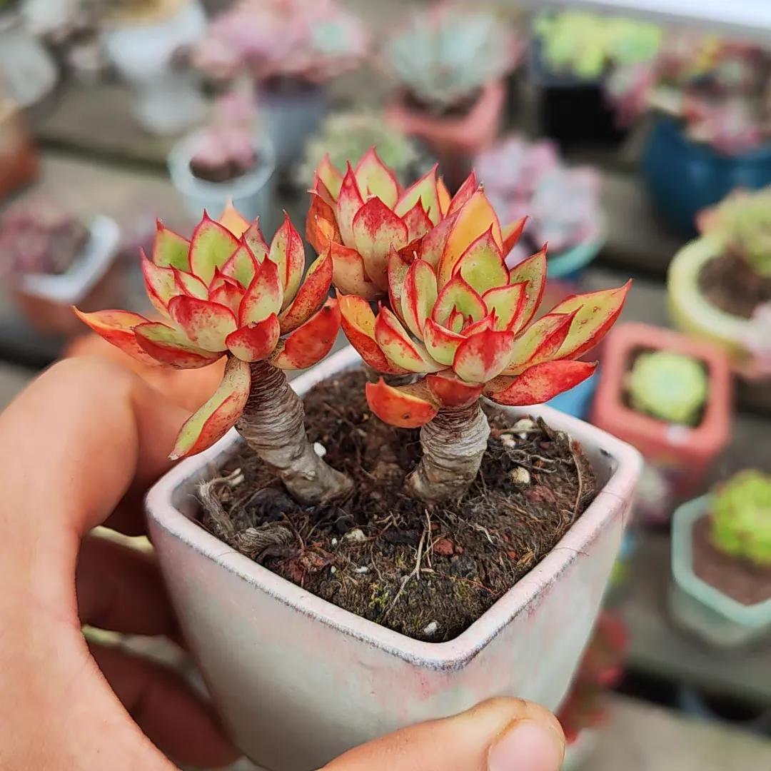 每日多肉分享 1.红花女王