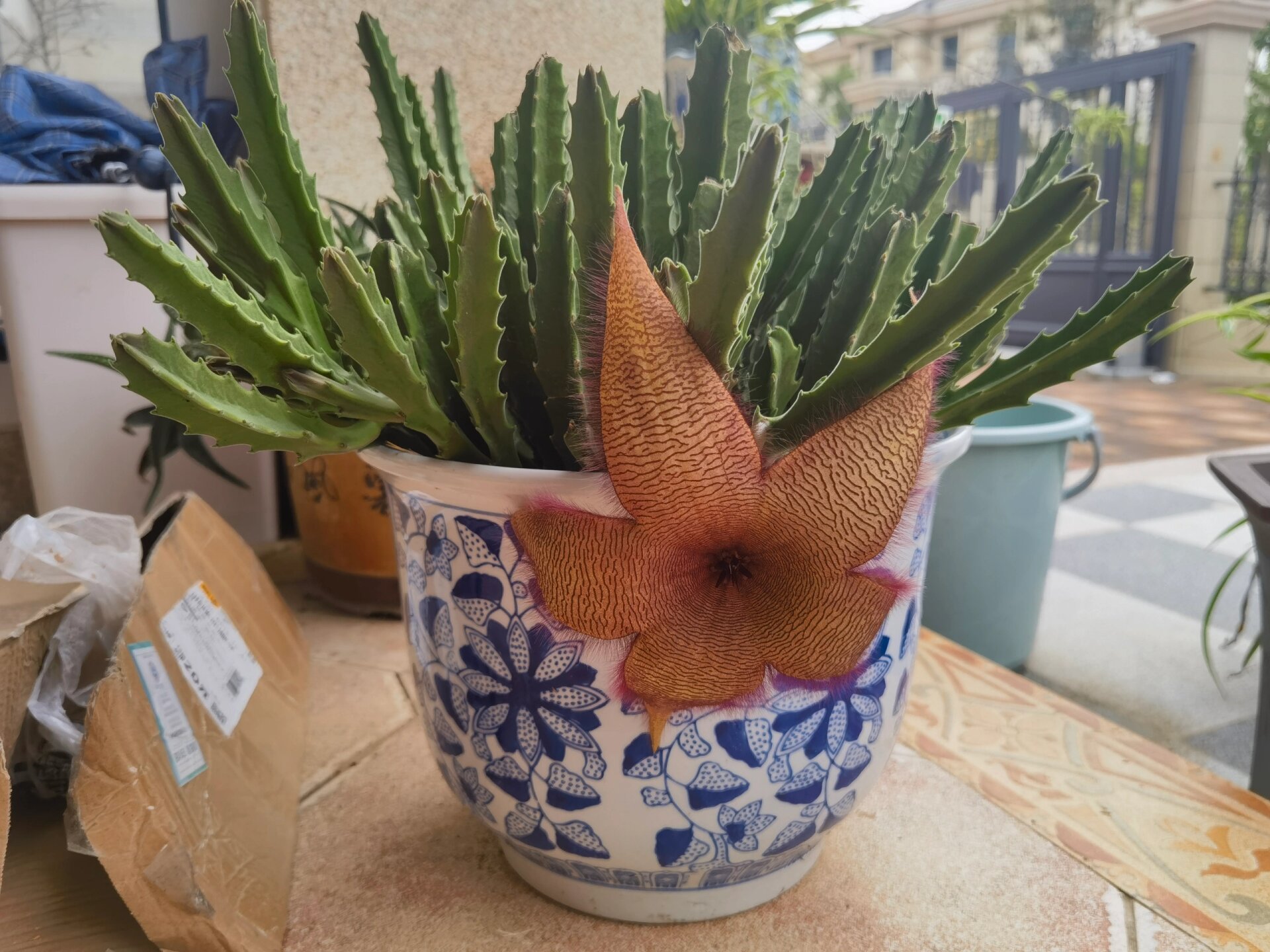 海星花