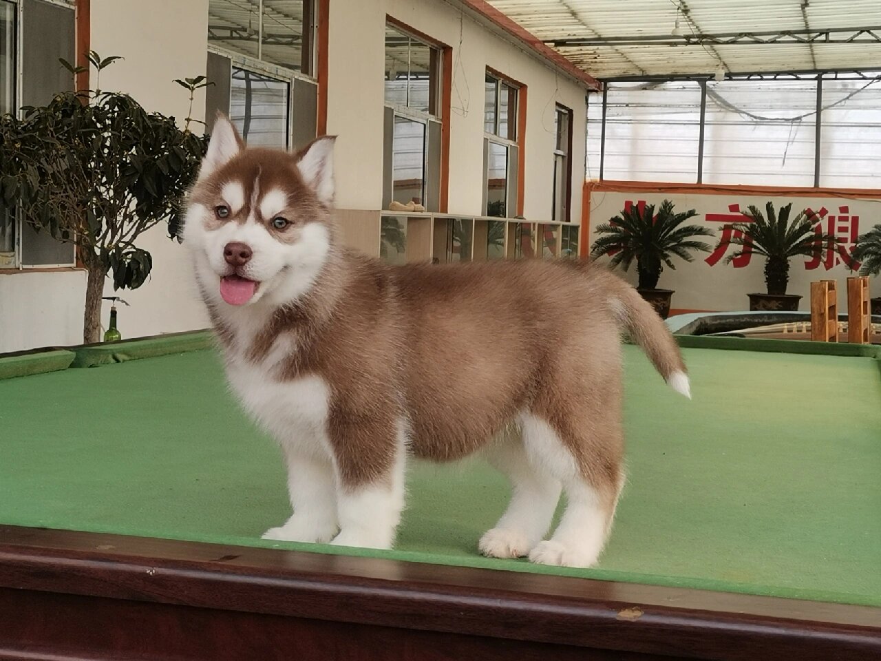 红棕色的哈士奇,你喜欢吗