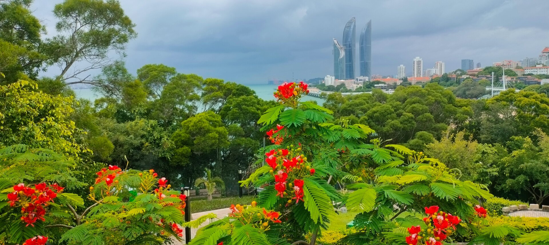 厦门市花‖凤凰花开