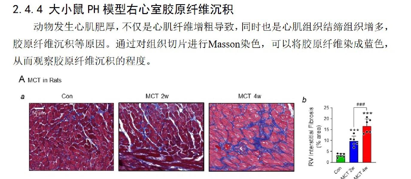 致密结缔组织切片图片