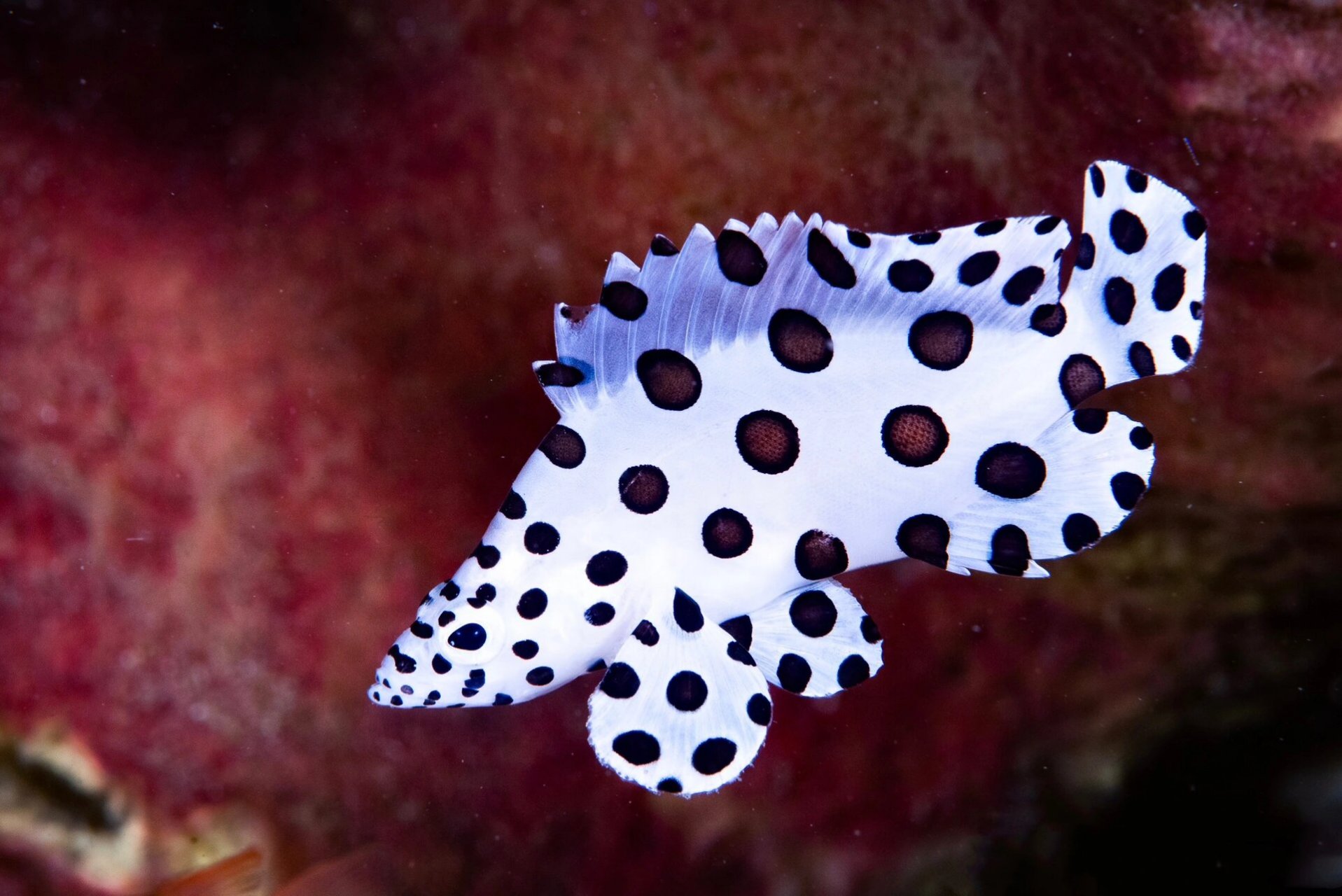 豹斑鱼|身穿珠光缎带波点裙 🌊 fantasea·奇妙海洋 	 108.【 豹斑