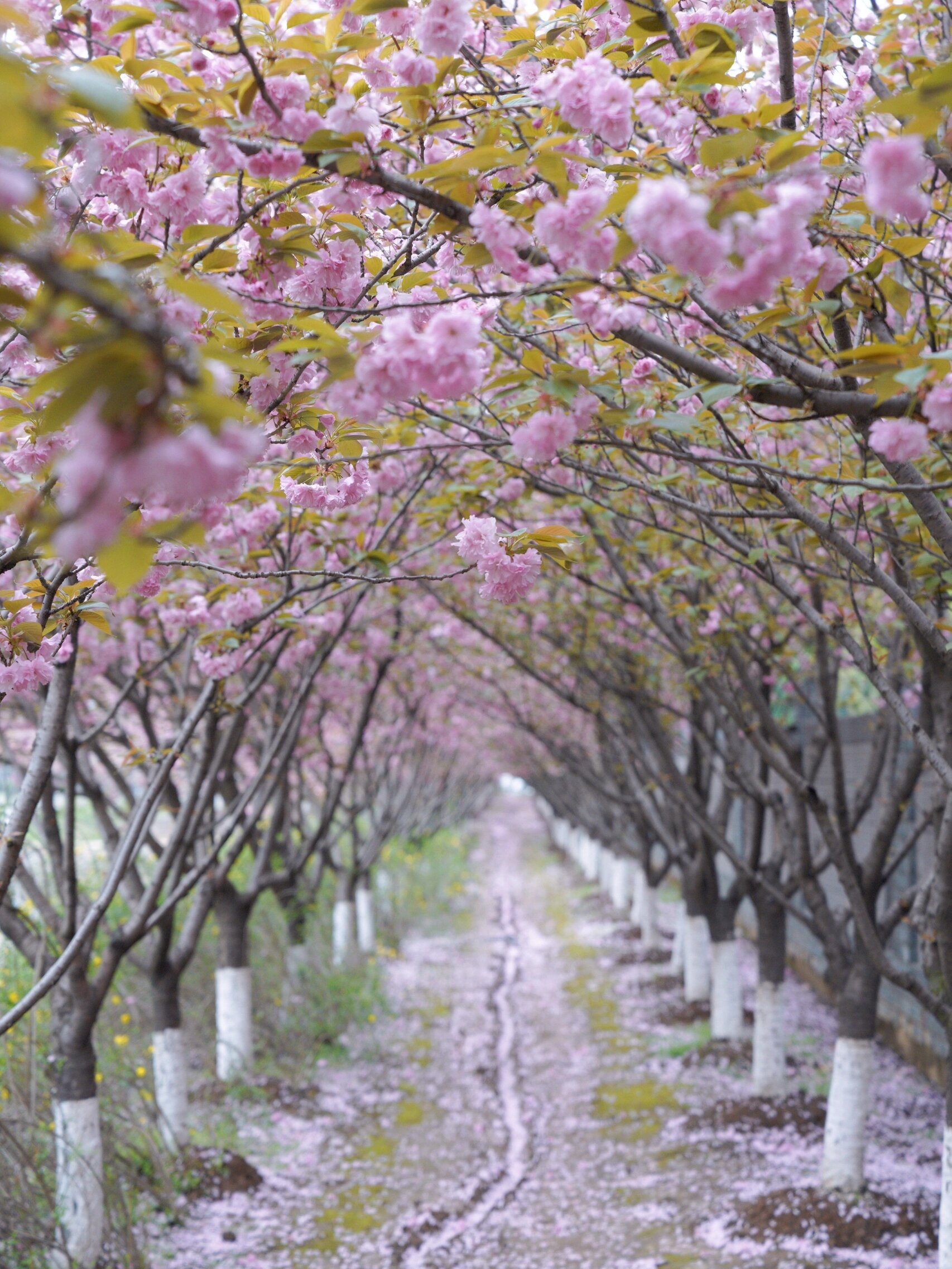 南京|新发现的宝藏樱花森林,99%人不知道