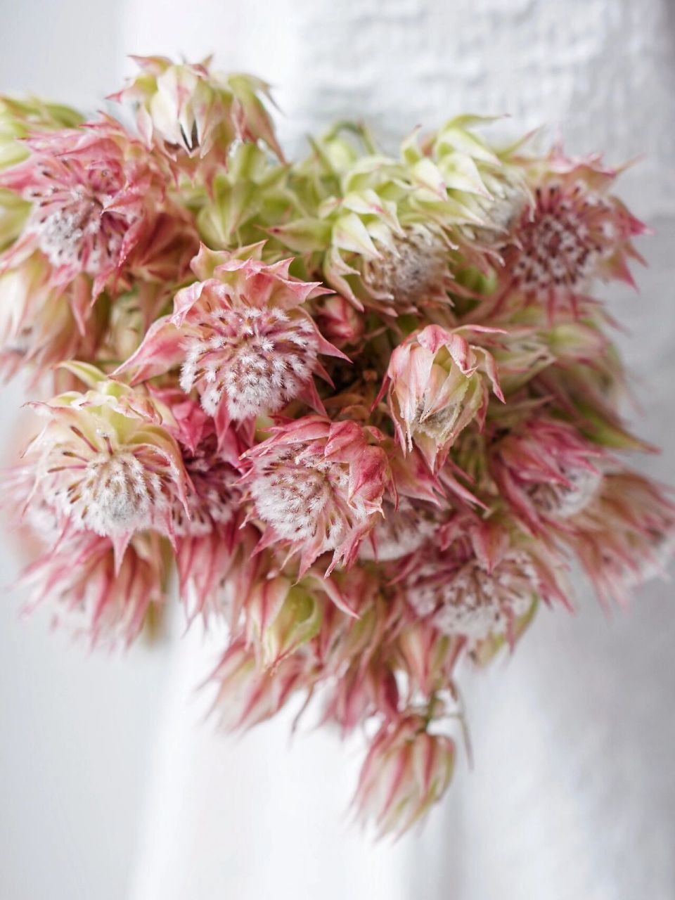 新娘花】|象征爱与自由的唯美花材 新娘花原产于南非,是山龙眼科植物