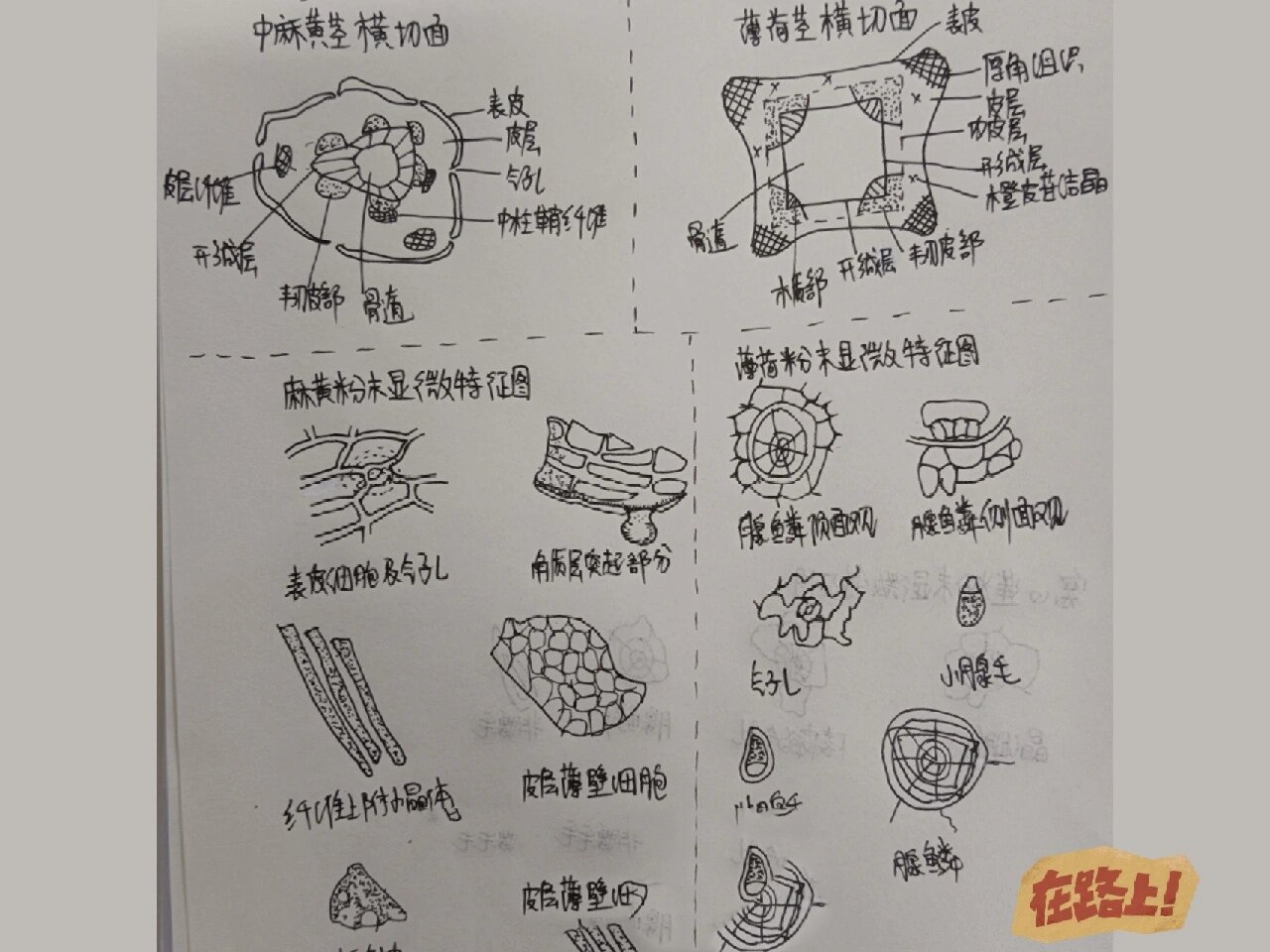 麻黄,薄荷,穿心莲横切面详图