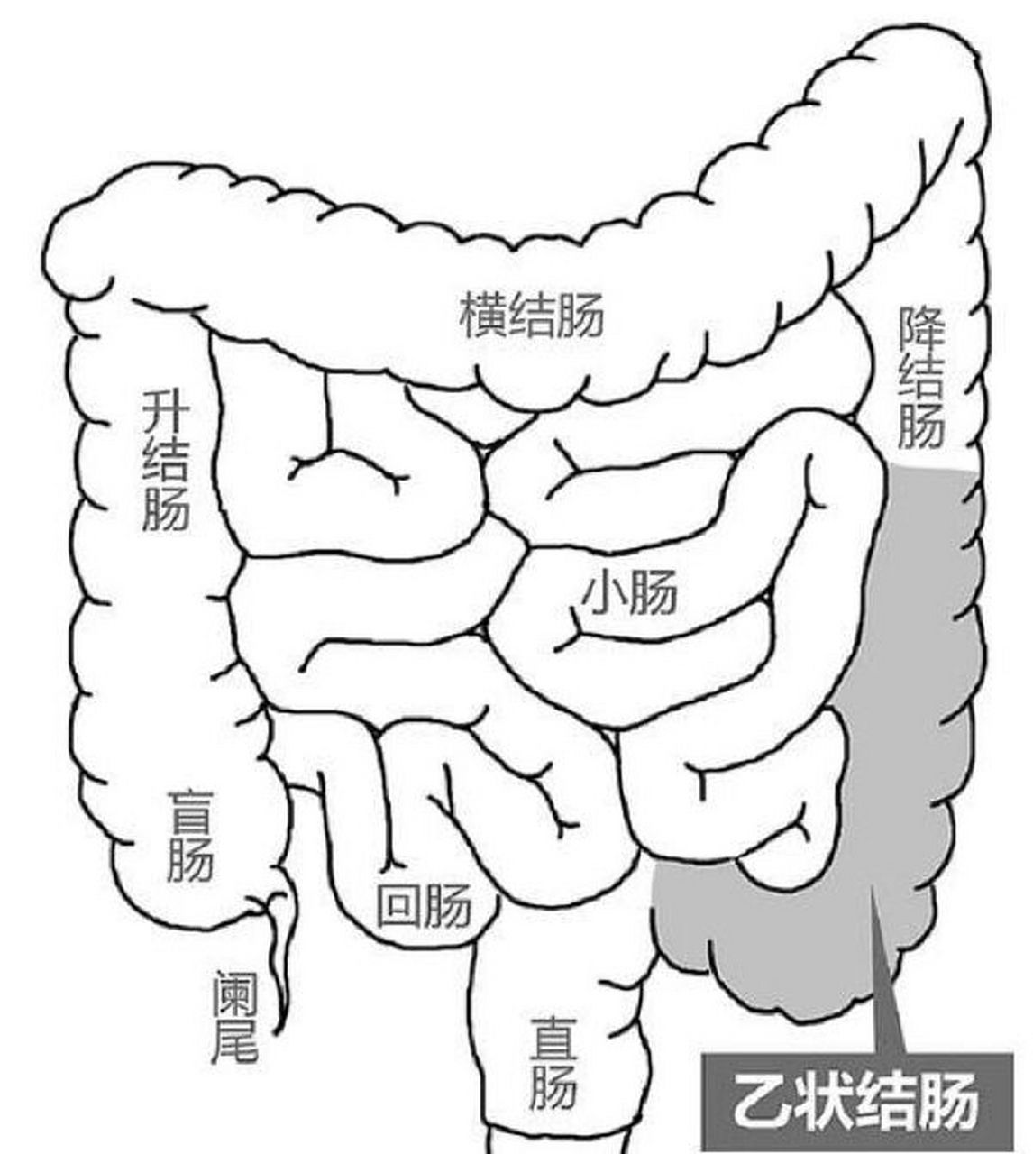 再往上就是直肠,这是大肠的一部分长度大概是12~15厘米左右.