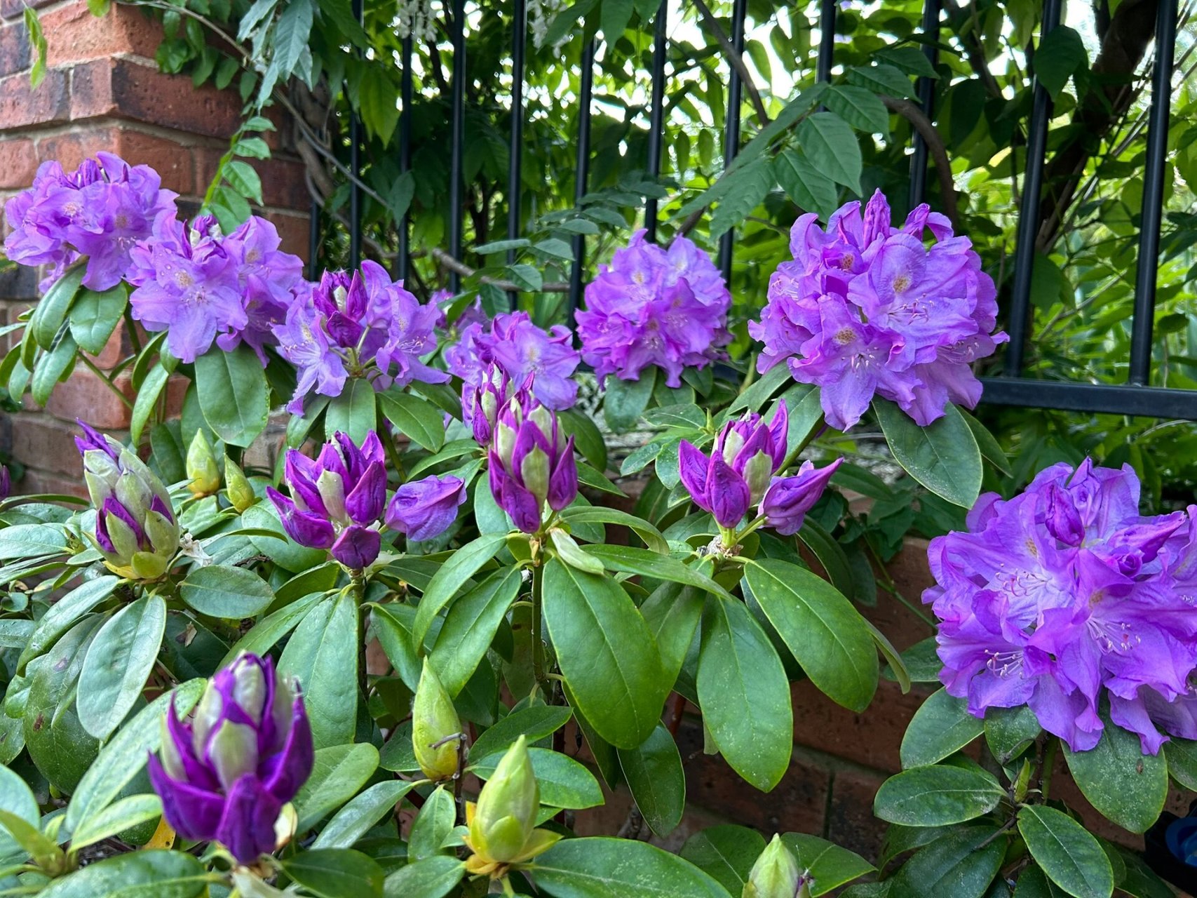 小院赏花:紫色光辉高山杜鹃 花语:永远属于你