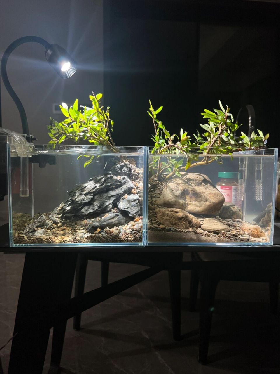 养点原生鱼…… #生态鱼缸# #养鱼# #鱼缸造景# #鱼缸# #新手养鱼